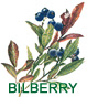 BILBERRY