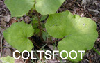 Coltsfoot