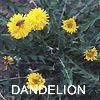 Dandelion