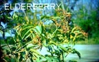 Elderberry