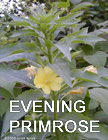 Evening Primrose