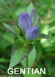 Gentian