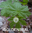 Goldenseal is an extremely effective herb for the immune system.  It is also extremely difficult to grow, involving much time and effort, hence the high cost.  When you see how fast you get results, however, you'll know your money was well spent.  Mystical Rose Herbals' Goldenseal Tincture and Salve are sold at a fraction of what you would pay at a Health Food Store!