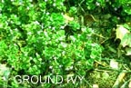 ground ivy