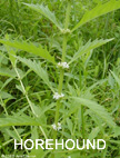 Horehound