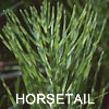 Horsetail Photo