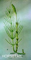 Horsetail is a main ingredient in our Bone & Ligament Tincture.  It is chock-full of bone-and-ligament-strengthening silica!