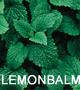 LEMONBALM is easy to grow; in fact, it just may take over your herb garden!
