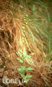 lobelia