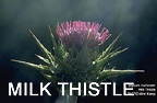 Milk Thistle