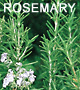 ROSEMARY