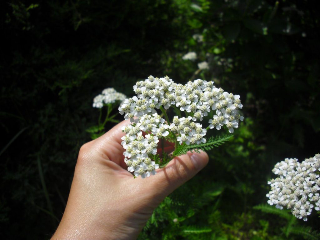 "Achilles mellifolia"